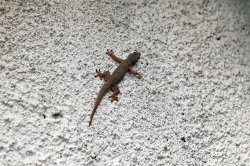 One beautiful tiny gekko on stone wall outdoors