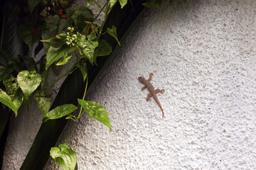 One beautiful tiny gekko on stone wall outdoors