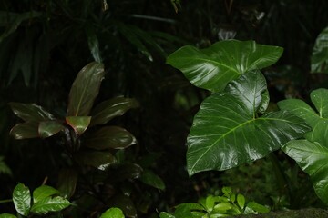 Many different beautiful green plants growing outdoors, closeup