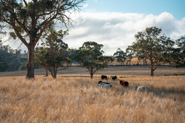 australian beef cattle grazing on pasture grass in a paddock. Beef Cows Moving Through Dry Grassland, Australian Farm Scene
