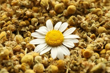 Dry and fresh chamomile flowers as background, closeup