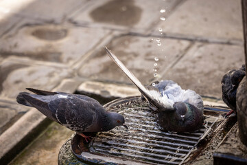 Pigeons refresh themselves in the city heat at a fountain in Venice