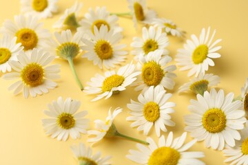 Obraz premium Beautiful chamomile flowers on yellow background, closeup