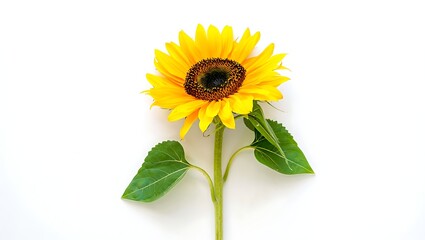 Vibrant Yellow Sunflower Isolated on White Background A Stunning Floral Image
