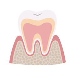 手描きのゆるい歯の断面図のイラスト