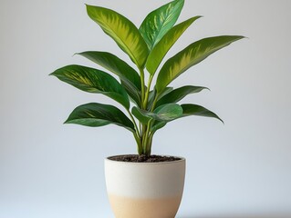 Green indoor plant in a modern pot against a neutral background showcasing vibrant foliage and healthy growth
