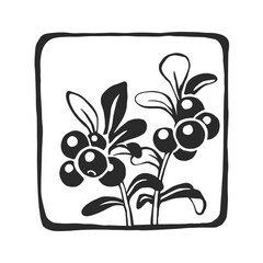Vector hand-drawn illustration of cowberry. Black and white botanical sketch of lingonberry.