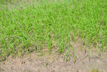 Vibrant green young rice plants growing in a muddy paddy field under natural sunlight, symbolizing agriculture and new growth.