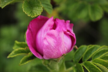 Pink blooming flower bud of Rosa rugosa