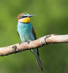 European bee-eater, merops apiaster. A beautiful bird sits on a flat background
