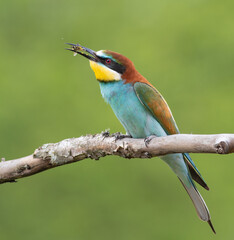 European bee-eater, merops apiaster. Bird catches a bee, sitting on a branch, blurred background