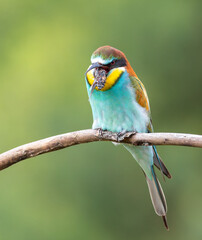 European bee-eater, merops apiaster. The bird regurgitates droppings, insect remains