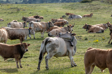 cows in a field