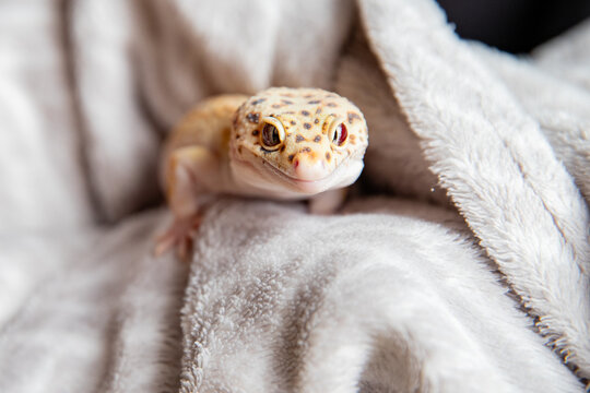 reptile on cozy fabric, leopard gecko face
