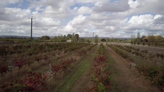 Rows Of Grapevines On Trellis In The Winery Region In Perth, Western Australia. - aerial shot