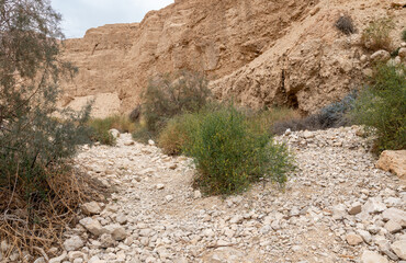 The extraordinary  splendor of nature in Arugot Stream Nature Reserve near Dead Sea in southern Israel
