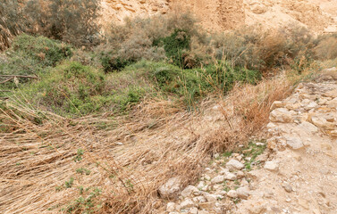 The extraordinary  splendor of nature in the Arugot Stream Nature Reserve near Dead Sea in southern Israel