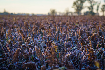 Frozen field of corn  in winter