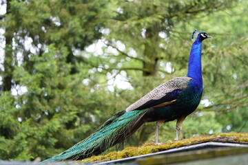 Colorful plumage from Male Blue Peafowl (Pavo cristatus)