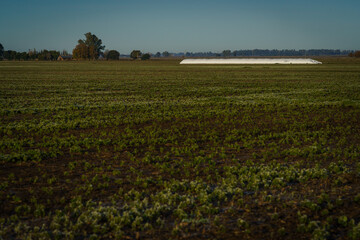 A grain storage bag in the field.