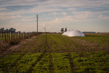 A grain storage bag in a field.