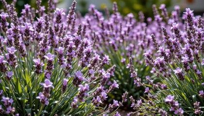 Obraz premium Lavender Flowers Blooming in a Lush Garden Under Bright Sunlight