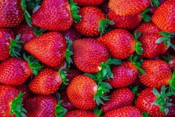 Plastic box full of strawberry between bushes on the farm. Harvest organic strawberry farm, berries, Fresh Strawberries in the box and in the background the lines of a strawberry plant in the field.