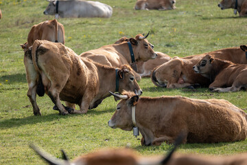 cows in a field