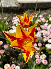 red and yellow tulips
