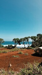 Seaside Trees Under Blue Sky