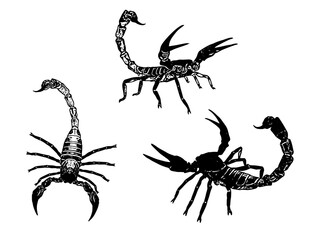 Collection of various scorpions in vector style. Includes multiple postures and styles, ideal for educational resources, graphic projects, or desert-themed visuals. Clean EPS artwork.