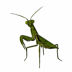 Vector illustration of a green praying mantis with detailed limbs and head. Perfect for natural history designs, entomology projects, or exotic insect graphics. EPS vector format.