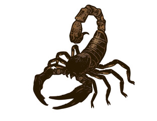 Brown scorpion vector illustration in attack stance. Ideal for desert wildlife themes, toxic animal visuals, or educational science content. High-resolution EPS for versatile use.