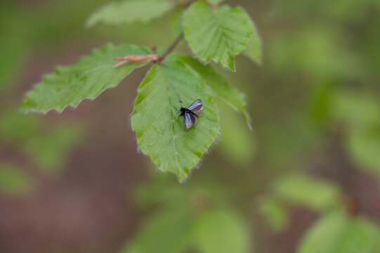 A flying insect on a green leaf
