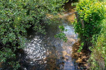 Small stream with green trees