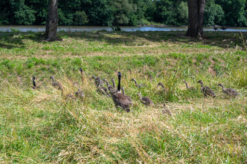 Geese and chicks in the tall grass