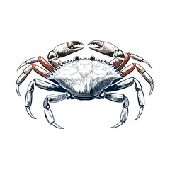 a line drawing. A photorealistic large maryland blue crab.