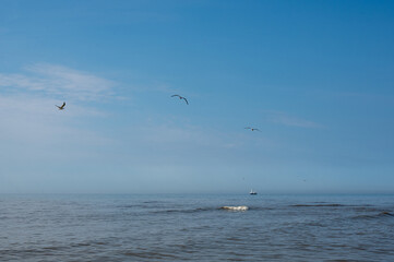 Birds flying over the sea in the blue sky