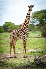 Wild animals living in acceptable freedom.