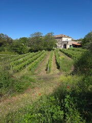 The cultivated countryside of the abbey of Visciano in the province of Naples, Italy.