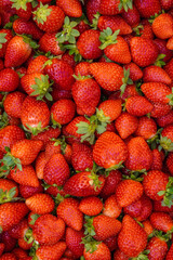 Plastic box full of strawberry between bushes on the farm. Harvest organic strawberry farm, berries, Fresh Strawberries in the box and in the background the lines of a strawberry plant in the field.