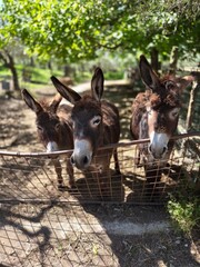 Donkeys in the cultivated countryside of the abbey of Visciano in the province of Naples, Italy.