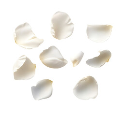flying white rose petals isolated on transparent background cutout
