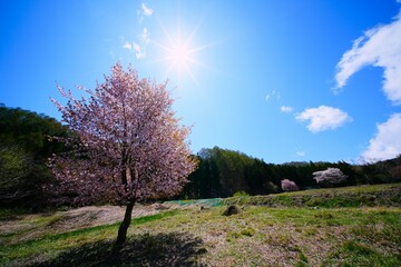 Obraz premium ヤマザクラ