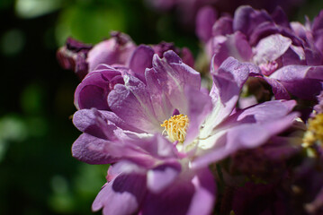 blue rose blooming in spring
