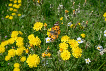 a butterfly lands on a flower