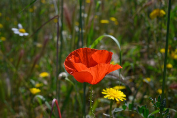 poppy flower blooming in spring