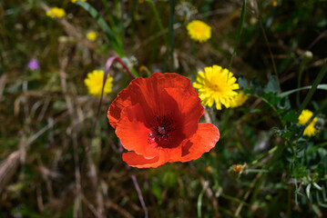poppy flower blooming in spring