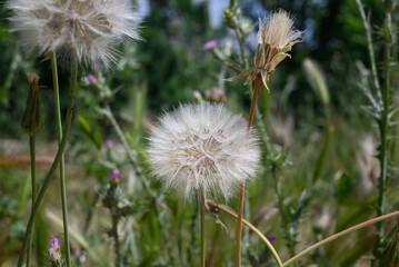 dandelion flower blooming in spring