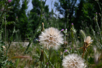 dandelion flower blooming in spring